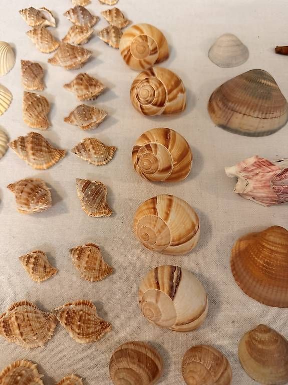 Fossilien: Muschelsammlung – Gebraucht aus Weggis von urs_rj7p