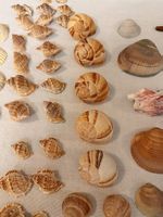 Muschelsammlung