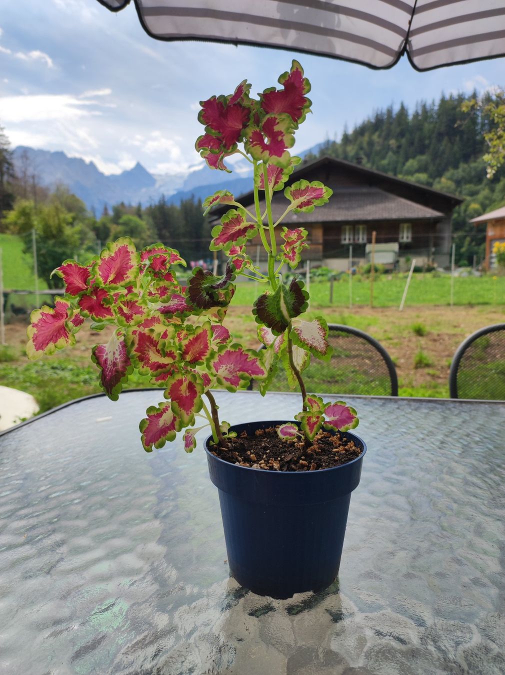 Plantes & graines: Coleus – D'occasion à Hasliberg Hohfluh par eva_9895 1