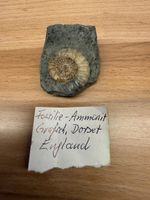 Ammonit