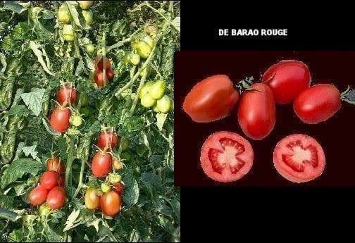 Pflanzen & Samen: Tomate Berao  ARBRE TOMATE +4 mètres 10g – Neu (gemäss Beschreibung) aus Bremblens von FIBONACCI369 3