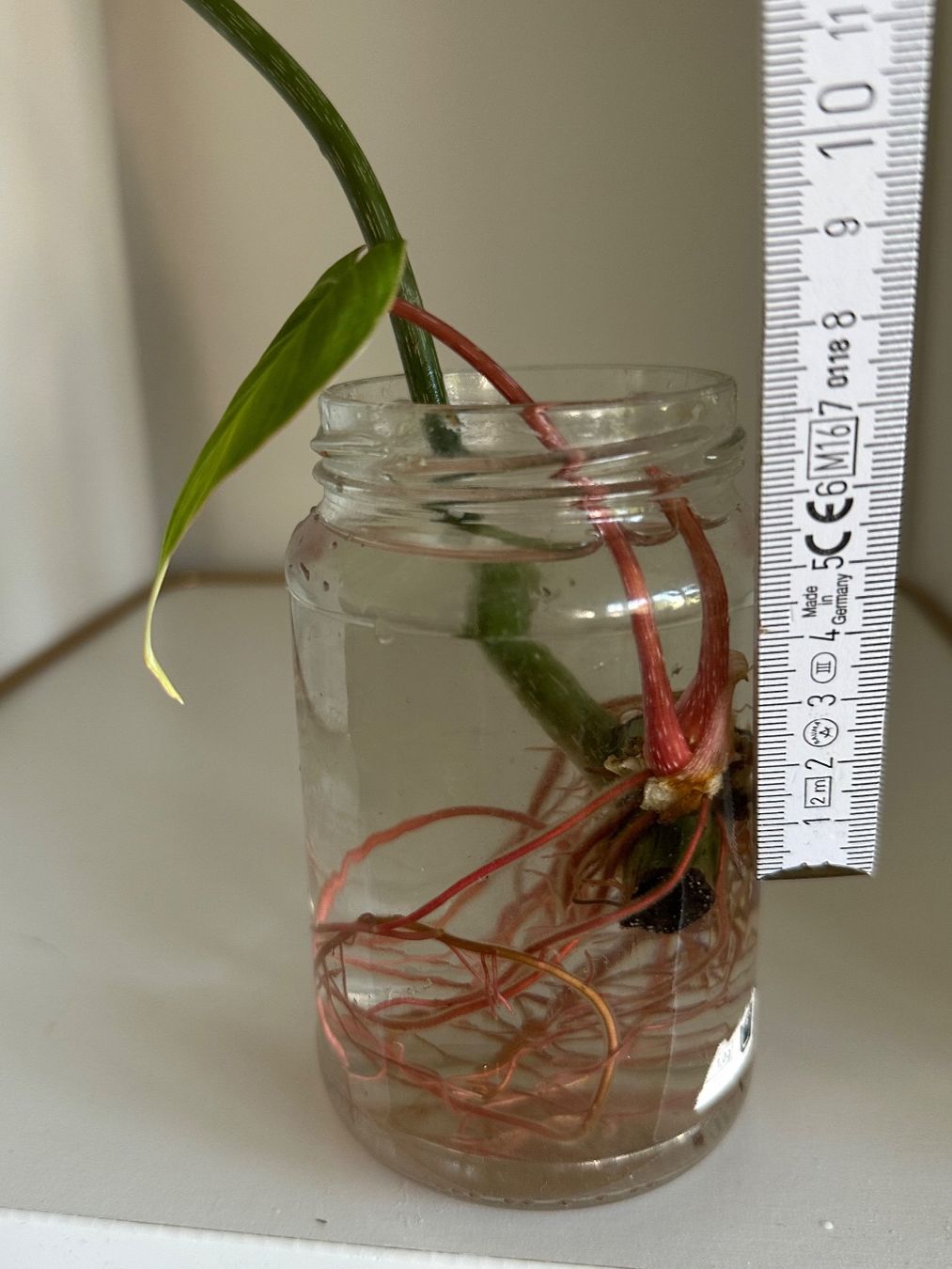 Piante & sementi: Philodendron Gloriosum Steckling - gut bewurzelt #2 – Usato da Zürich venduto da ong8 3