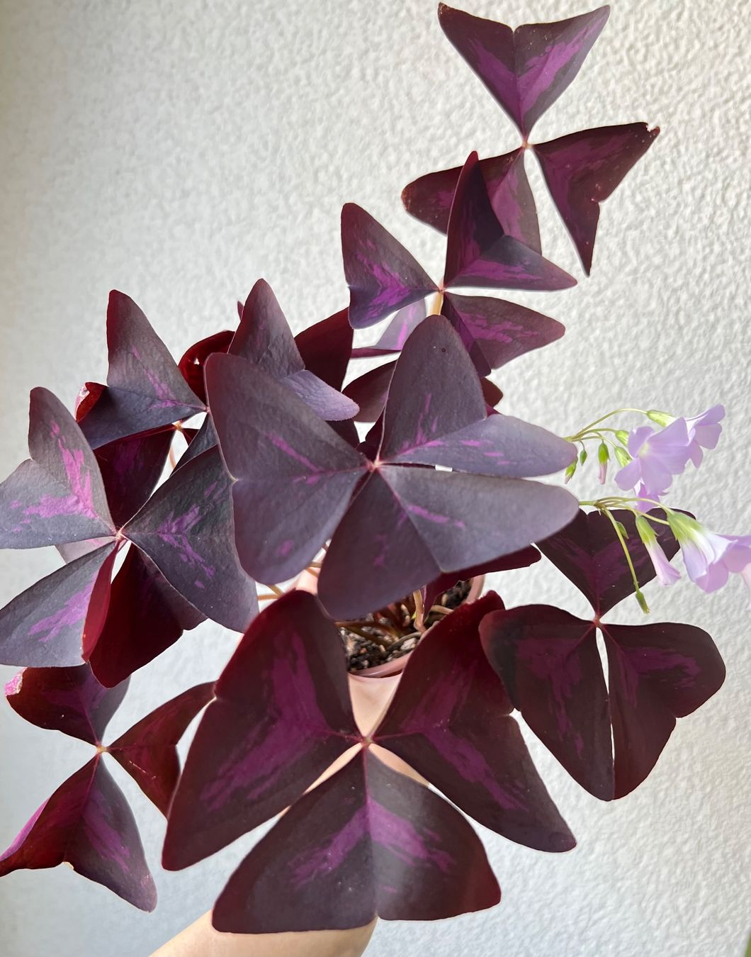 Piante & sementi: Oxalis Triangularis, Roter Glücksklee – Usato da Glattpark(Opfikon) venduto da ste_n99y