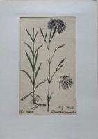 Lithographie um 1800, Botanik, RAR!