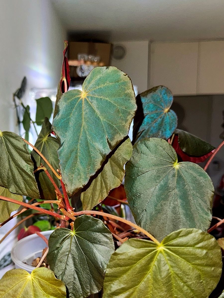Piante & sementi: Begonia Pavonina – Nuovo (secondo la descrizione) da Bern venduto da Lucas_Ma