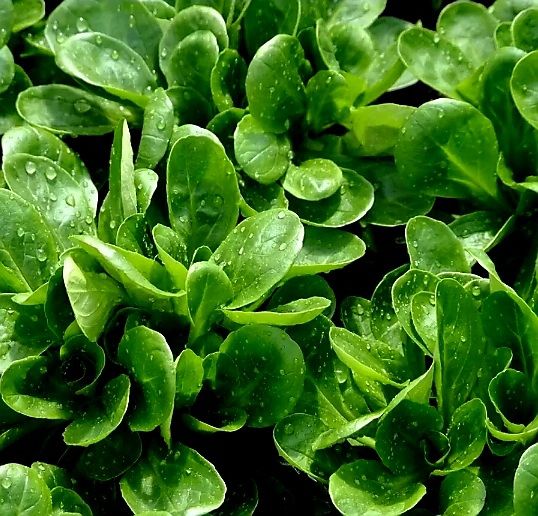 Pflanzen & Samen: 50 Samen Graines Semi Seeds  FORMENTINO BIO – Neu und originalverpackt aus Rovio von POSITIFFARTandPLANTS