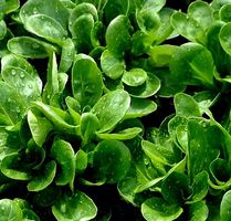 50 Samen Graines Semi Seeds  FORMENTINO BIO