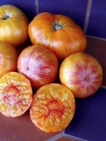 Piante & sementi: TOMATE ARC EN CIEL ! TOMATE RARE 5g – Nuovo (secondo la descrizione) da Bremblens venduto da FIBONACCI369 1