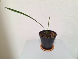 🌴 Winterharte Zwergpalme (Chamaerops humilis) zu verkaufen