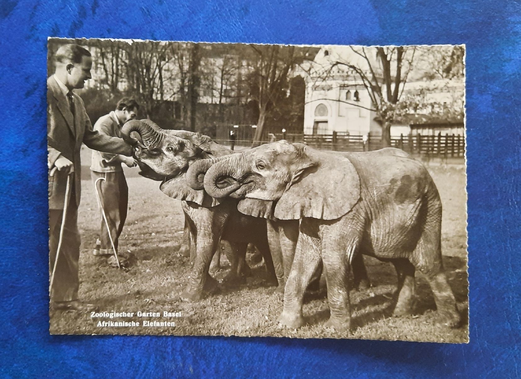 Cartoline postali: Ansichtskarte Basel Zoo mit Elefanten, gest. 1954 – Usato da Marly venduto da neu-adlerauge65