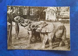 Ansichtskarte Basel Zoo mit Elefanten, gest. 1954