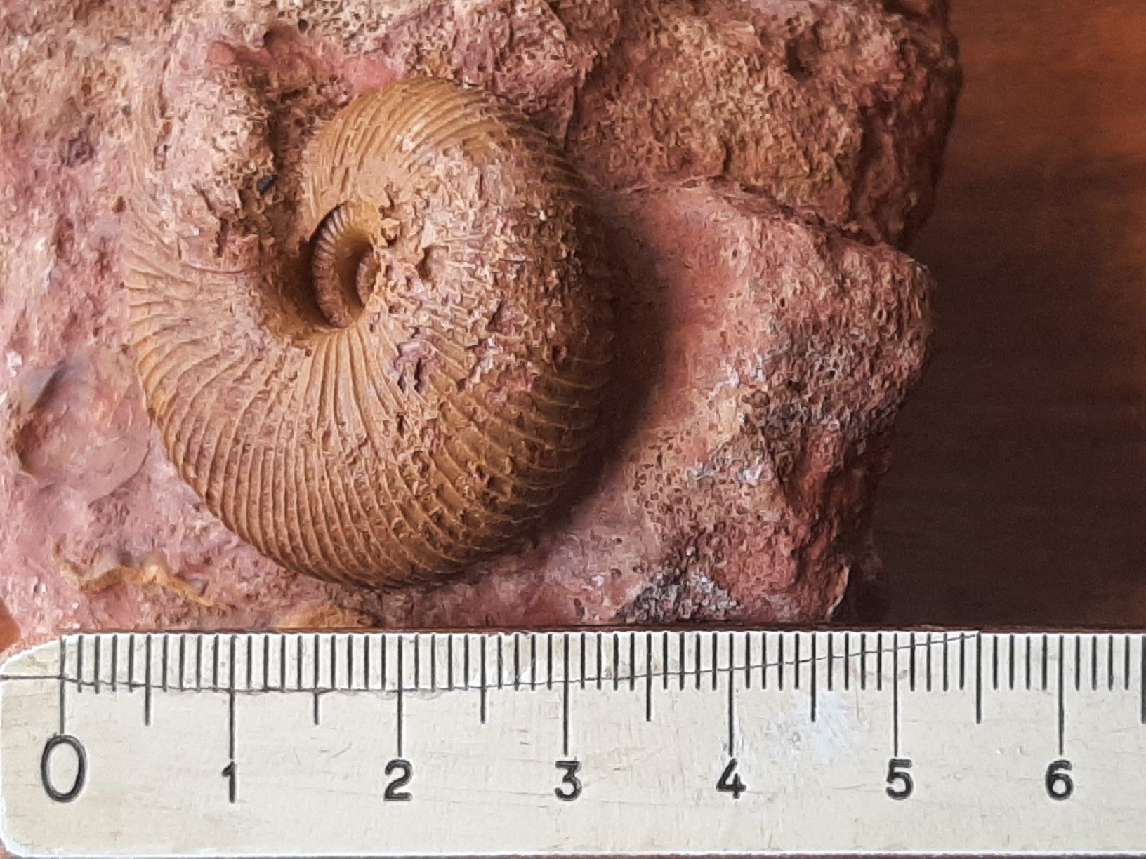 Fossilien: Ammonit auf Matrix aus Anwil BL – Gebraucht aus Rickenbach BL von Oktober68 5
