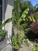 Japanische Faser-Banane, ca 180 cm, winterhart 
