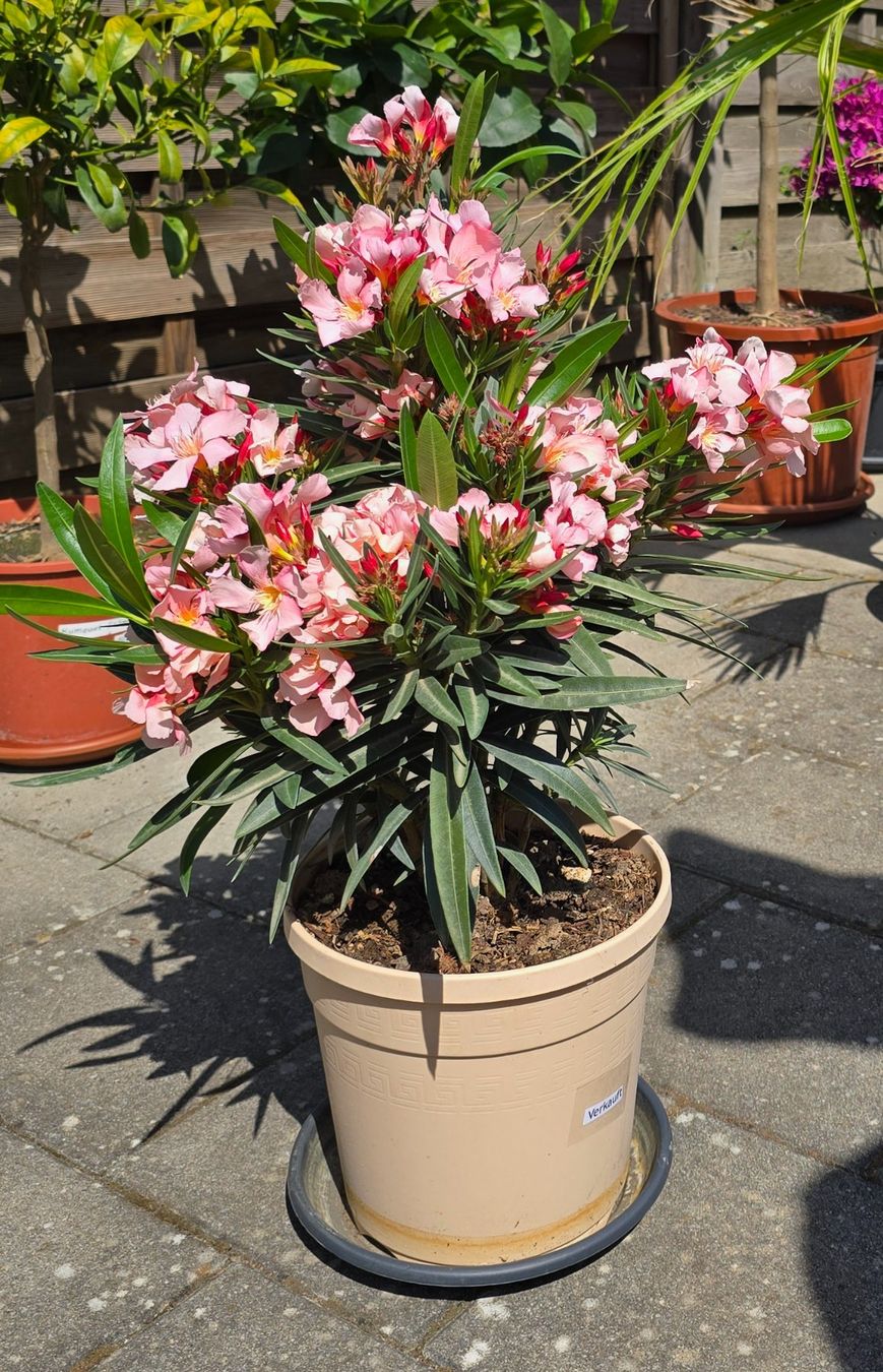 Piante & sementi: Kleiner Oleander – Nuovo (secondo la descrizione) da Aarburg venduto da popkorn65 6