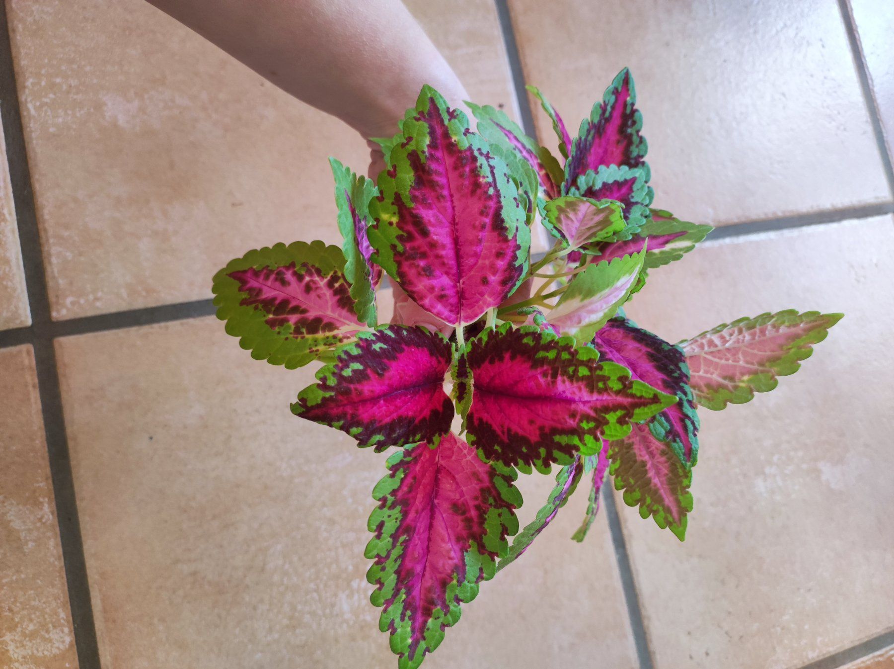 Piante & sementi: Coleus – Nuovo e nell'imballaggio originale da Hasliberg Hohfluh venduto da eva_9895