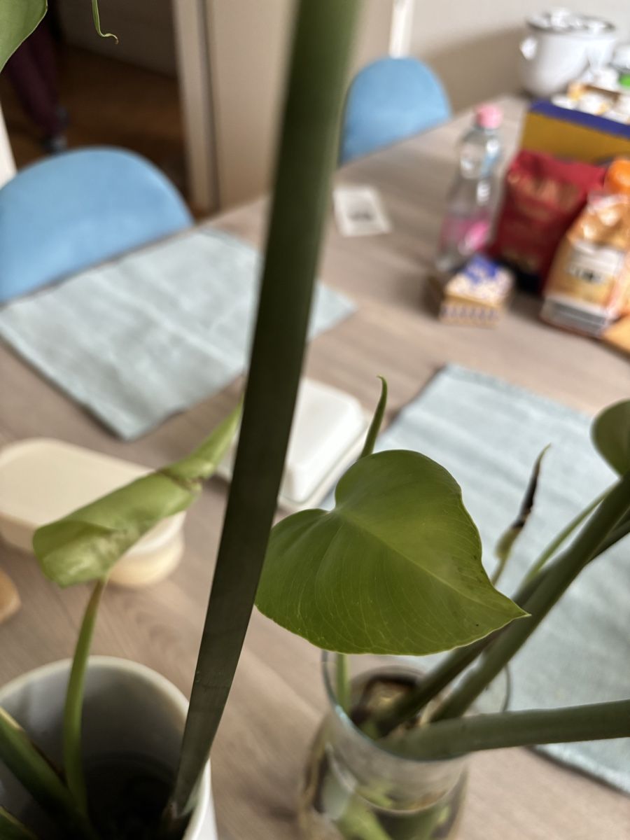 Piante & sementi: Monstera Ableger mit Wurzeln – Nuovo (secondo la descrizione) da Zürich venduto da birokitti 2