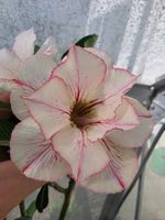 Adenium obesum "Roong Thong" / Wüstenrose veredelt