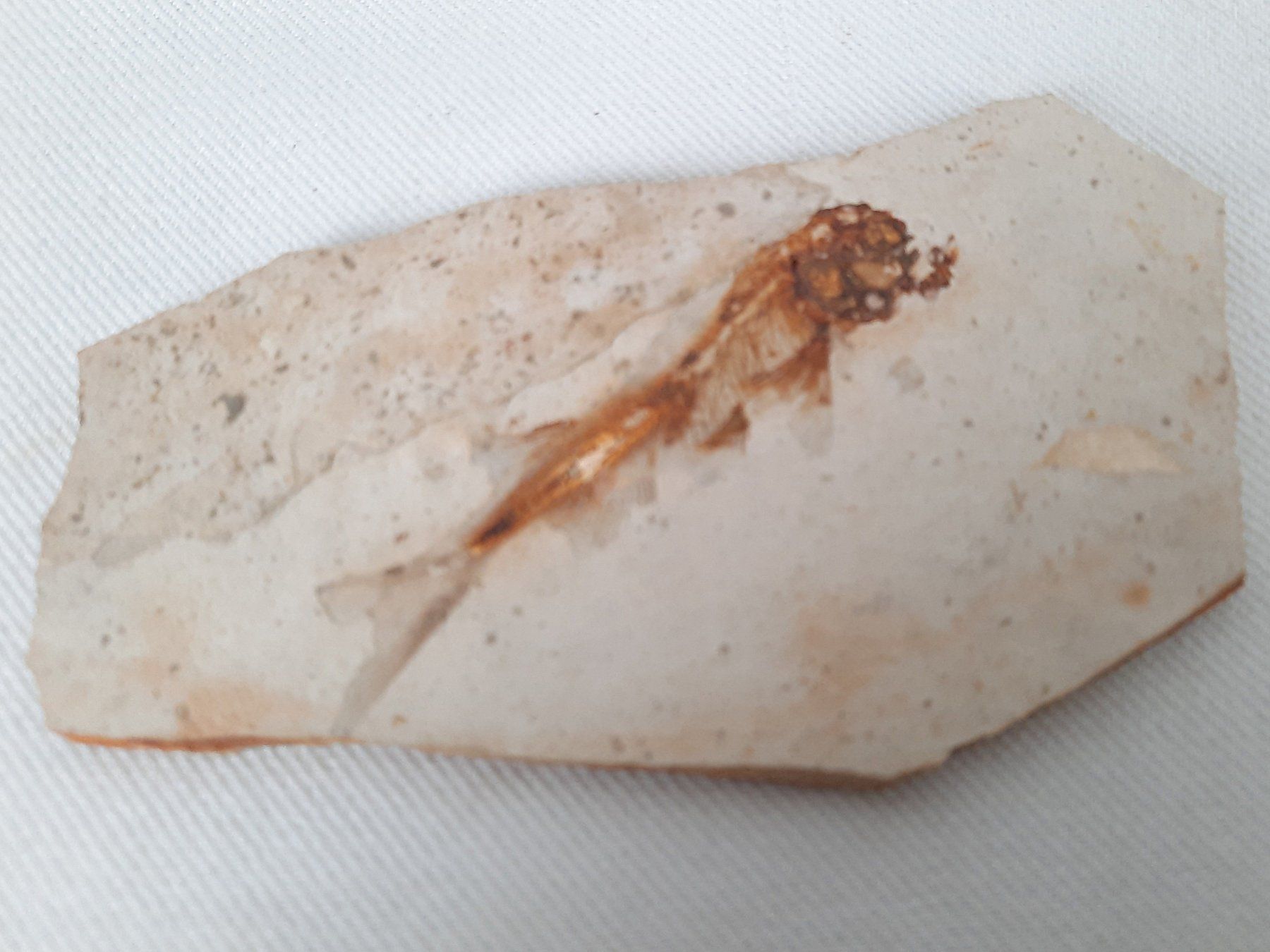 Fossili: 3 Fossilien – Usato da Beinwil am See venduto da Restwert_Beinwil 1
