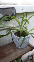 Pflanze im Sommer draussen mit schönem Blumentopf