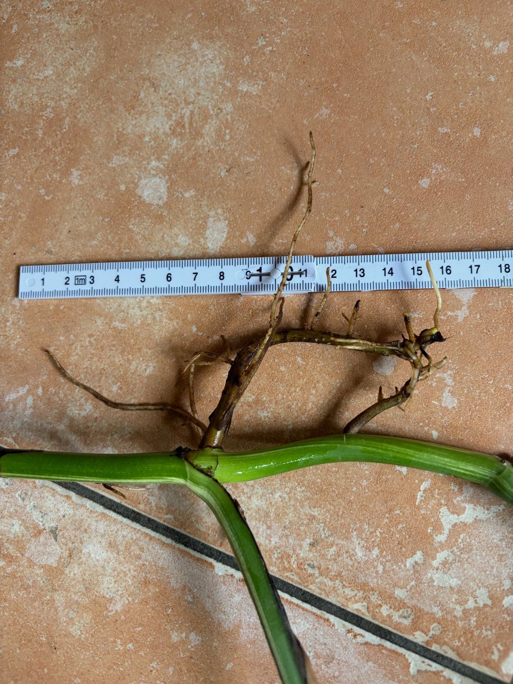 Piante & sementi: Monstera variegata, bewurzelter Steckling – Nuovo (secondo la descrizione) da Winterthur venduto da Aniger 6