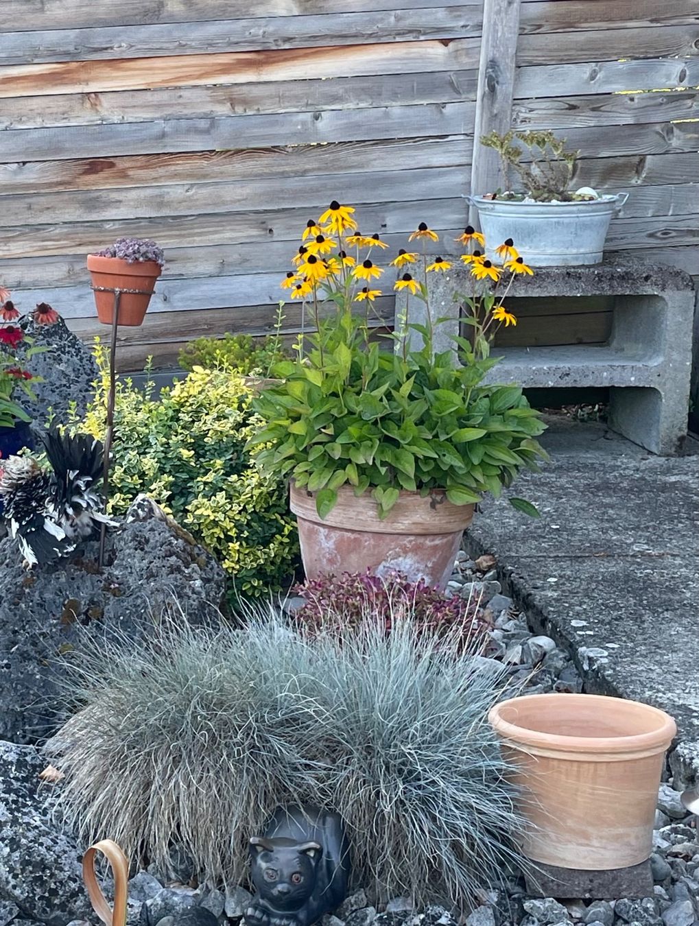 Piante & sementi: Rudbeckia in Tontopf – Usato da Kölliken venduto da Michi180 2