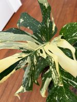 Monstera Thai Constellation💚