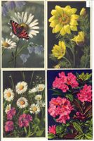 4 AK - Blumen - Photo: E. Gyger