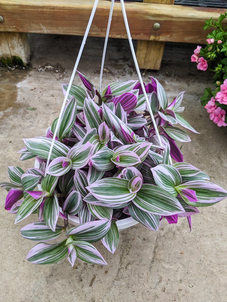 Piante & sementi: Tradescantia blossfeldiana Nanouk – Nuovo (secondo la descrizione) da Winterthur venduto da Aniger 7