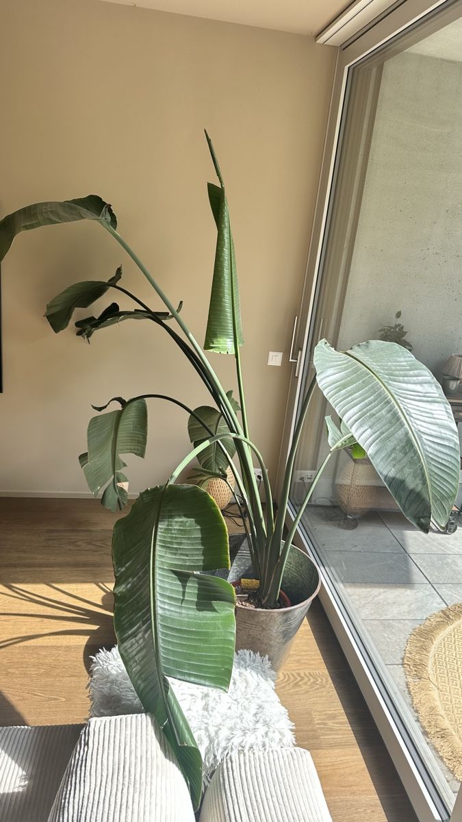 Plantes & graines: Zimmerpflanze Strelitzia mit Übertopf  – D'occasion à Bern par ishan128 1