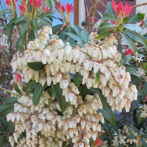 Pflanzen & Samen: Pieris japonica 'Forest Flame' PLANTE 3x – Neu (gemäss Beschreibung) aus Bremblens von FIBONACCI369 2