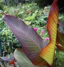 Piante & sementi: Canna Grandiose Pourpre  2 plants – Nuovo (secondo la descrizione) da Bremblens venduto da FIBONACCI369 1