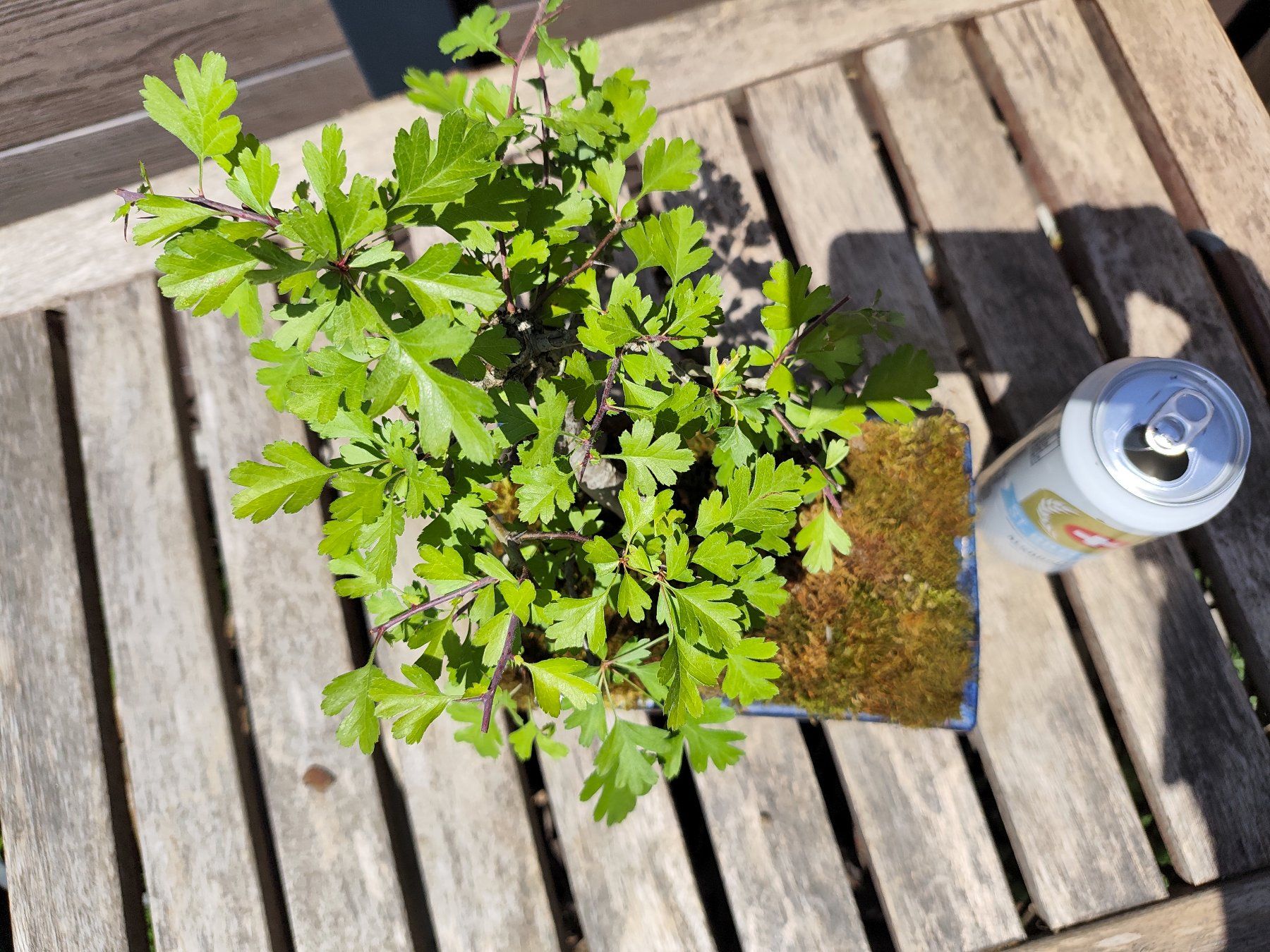 Piante & sementi: Bonsai Weissdorn – Usato da Oberwil BL venduto da suaku 3