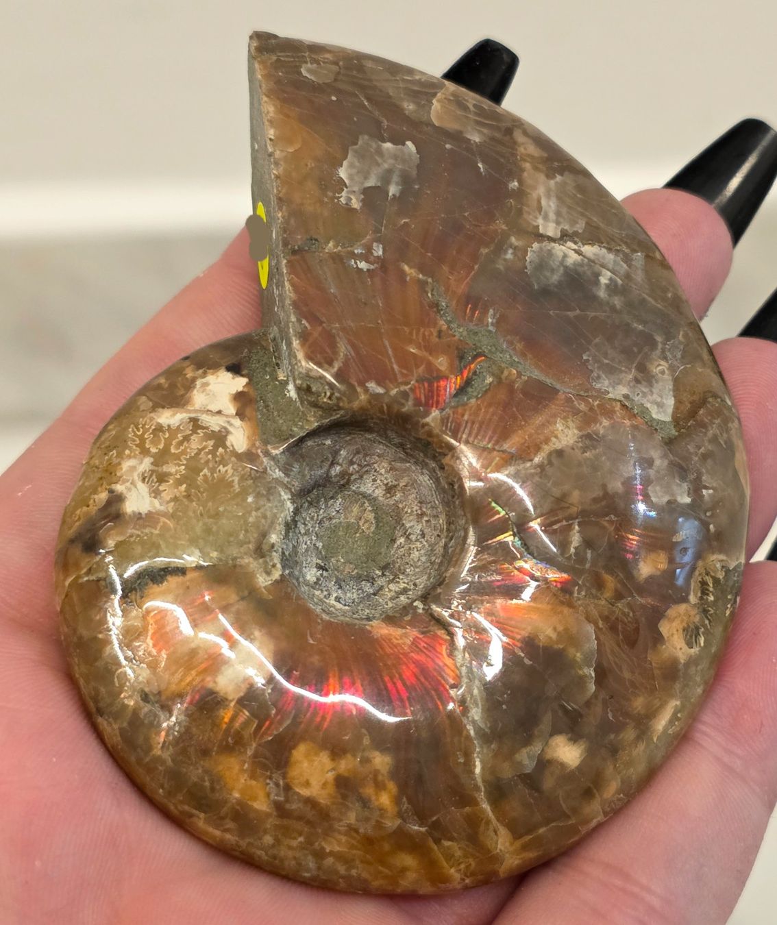 Fossili: Ammonit D 104g – Nuovo e nell'imballaggio originale da Matzingen venduto da Shay_Crystalz 1