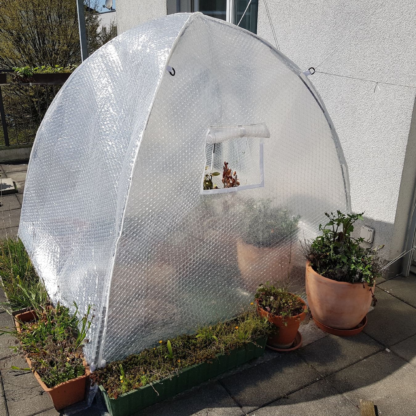 Casette da giardino & serre: Überwinterungszelt "Winter Dome" – Usato da Kappel SO venduto da SebsPlants 1