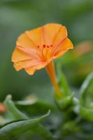Belle de nuit ORANGE (mirabilis) RARE 5g