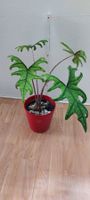 Alocasia Jacklyn, 25cm, in hochwertigem Substrat