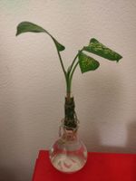 Dieffenbachia Steckling