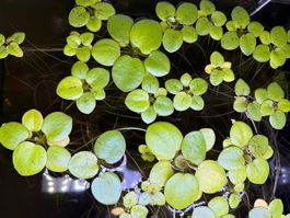 Amazonas Froschbiss Aquarienpflanze Aquarium