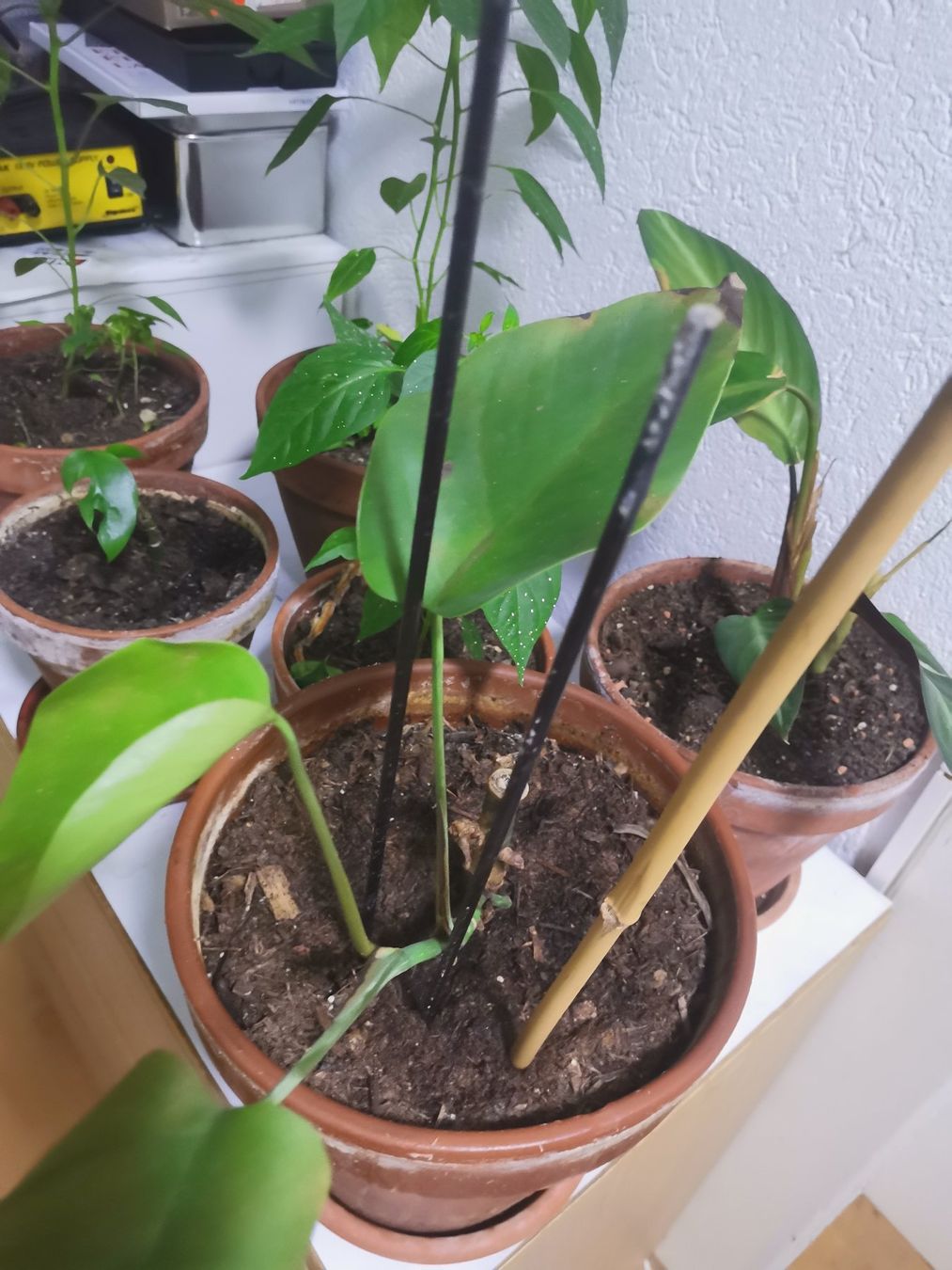 Plantes & graines: Diverse Zimmer Pflanzen – D'occasion à Zürich par gre_gw26 1