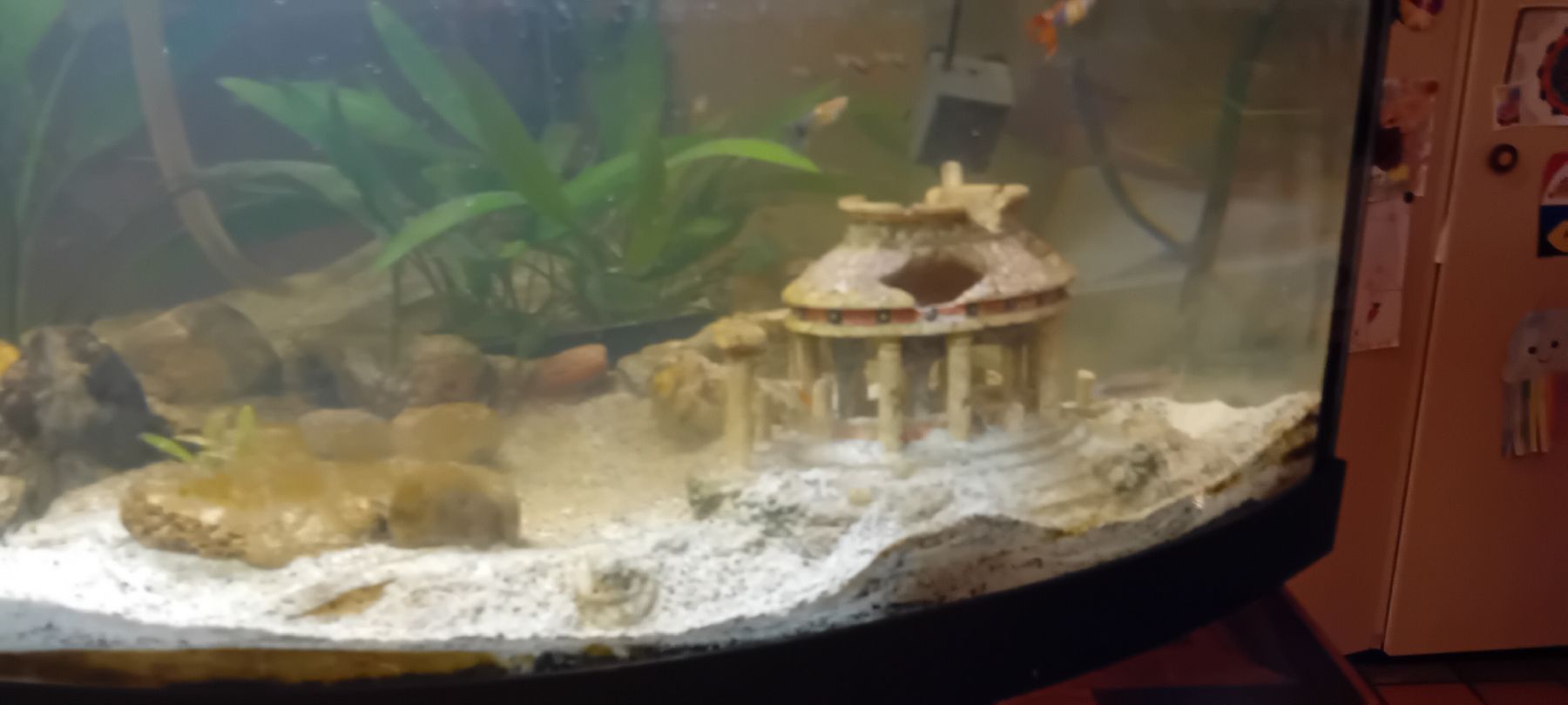 Acquari: Aquarium complet avec accessoires, – Usato da Carouge GE venduto da Street04 4
