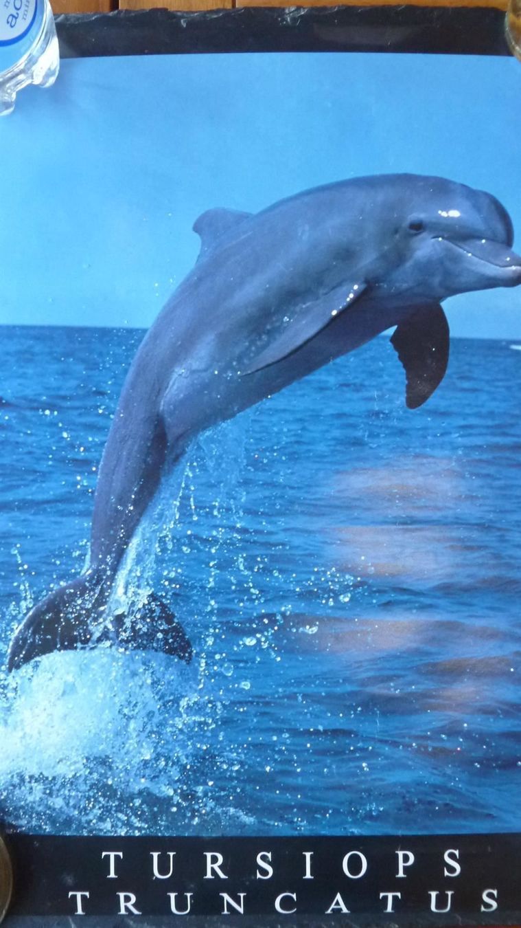 Foto & Immagini: Delphin Poster – Usato da Dickbuch venduto da Dixieonly