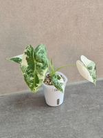 🌿Alocasia Frydek variegata🌿
