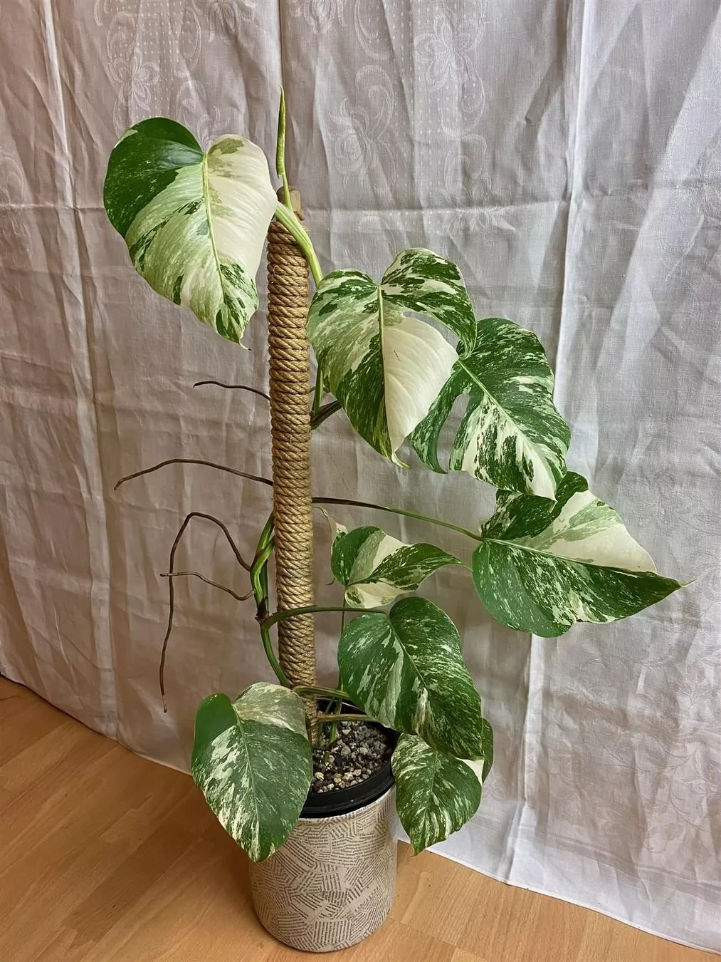 Piante & sementi: Monstera variegata, bewurzelter Steckling – Nuovo (secondo la descrizione) da Winterthur venduto da Aniger