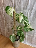 Monstera variegata, bewurzelter Steckling