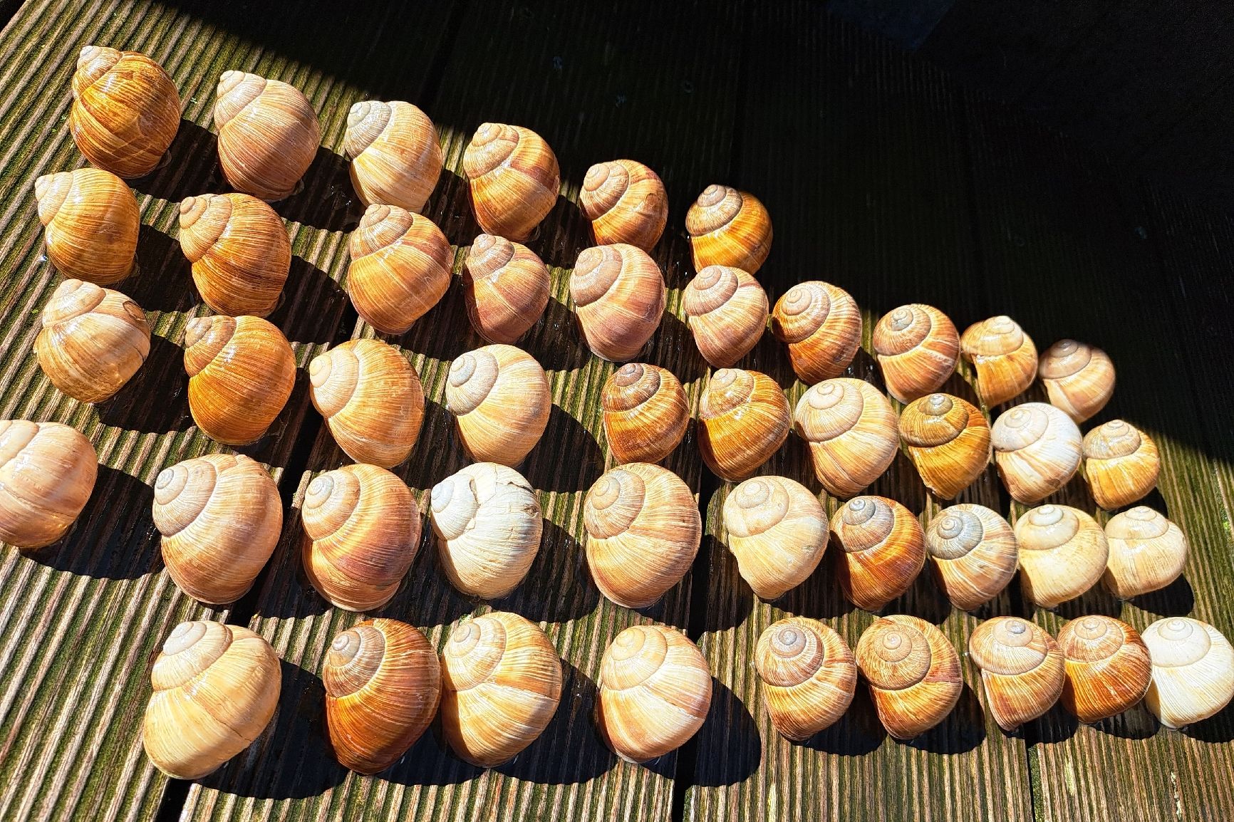 Alle Dekorationen: 45 echte,grosse Weinbergschneckenhäuser. – Gebraucht aus Ebnat-Kappel von Zurk
