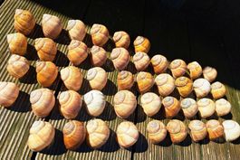 45 echte,grosse Weinbergschneckenhäuser.
