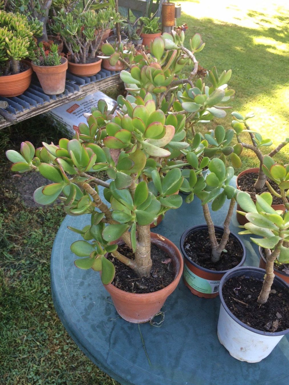 Pflanzen & Samen: Crassula ovata – Neu (gemäss Beschreibung) aus Vinelz von Wellensittich55 6