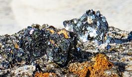 Mineralien: Eisenrosen (Hämatit) mit Rutil, Turmalin, Quarz
