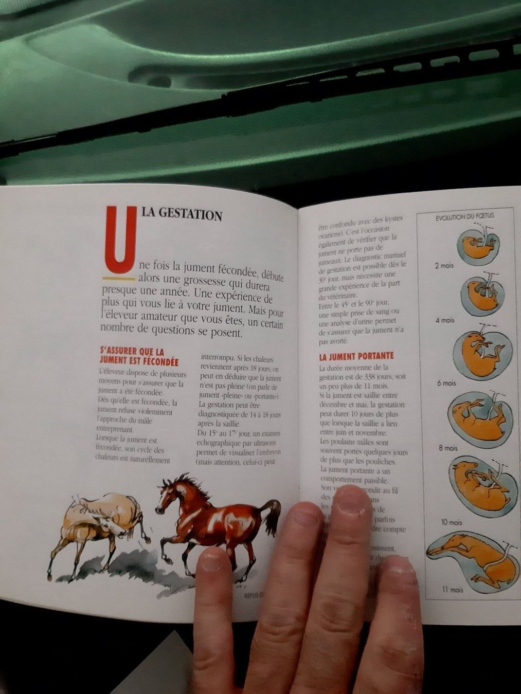 Libri: 2 livres sur les animaux – Usato da Le locle venduto da juliensaran 3