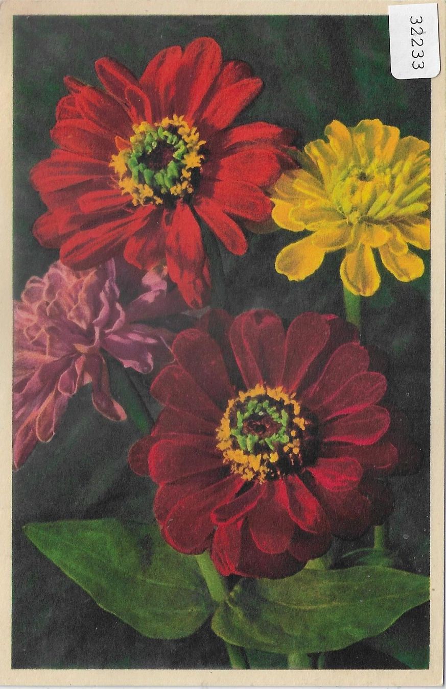 Ansichtskarten: Zinnie - Zinnia – Gebraucht aus Ettingen von Kartenplanet